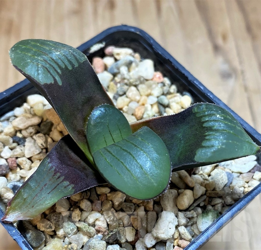 SH22149 Haworthia springbokvlakensis - Image 2