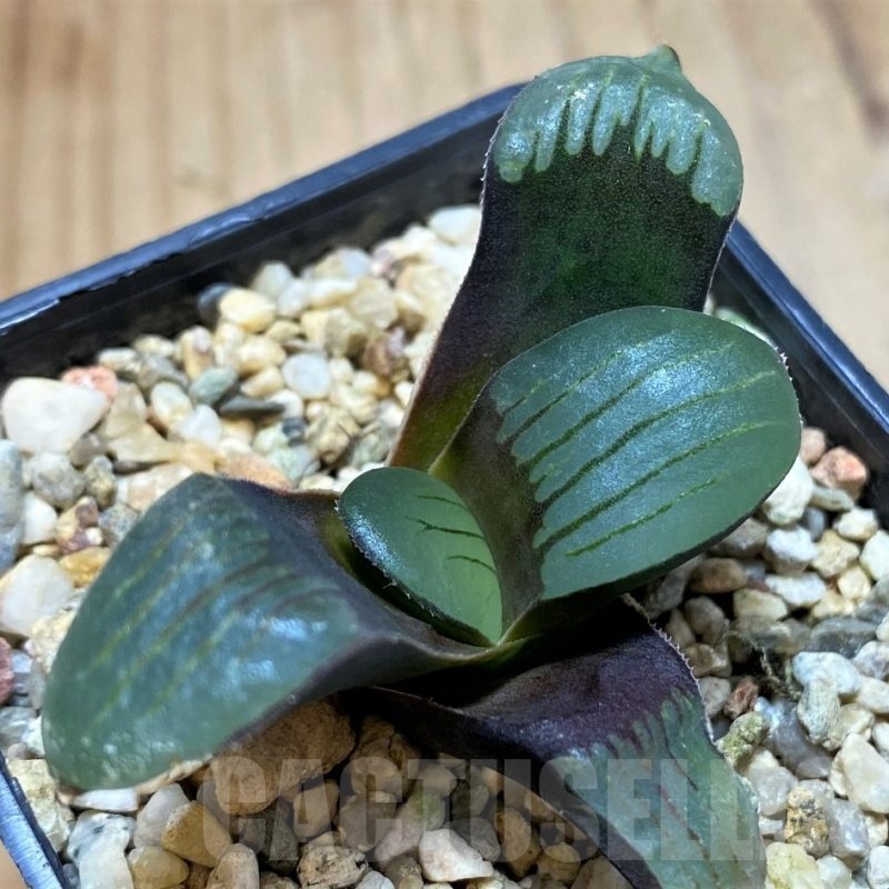 SH22149 Haworthia springbokvlakensis