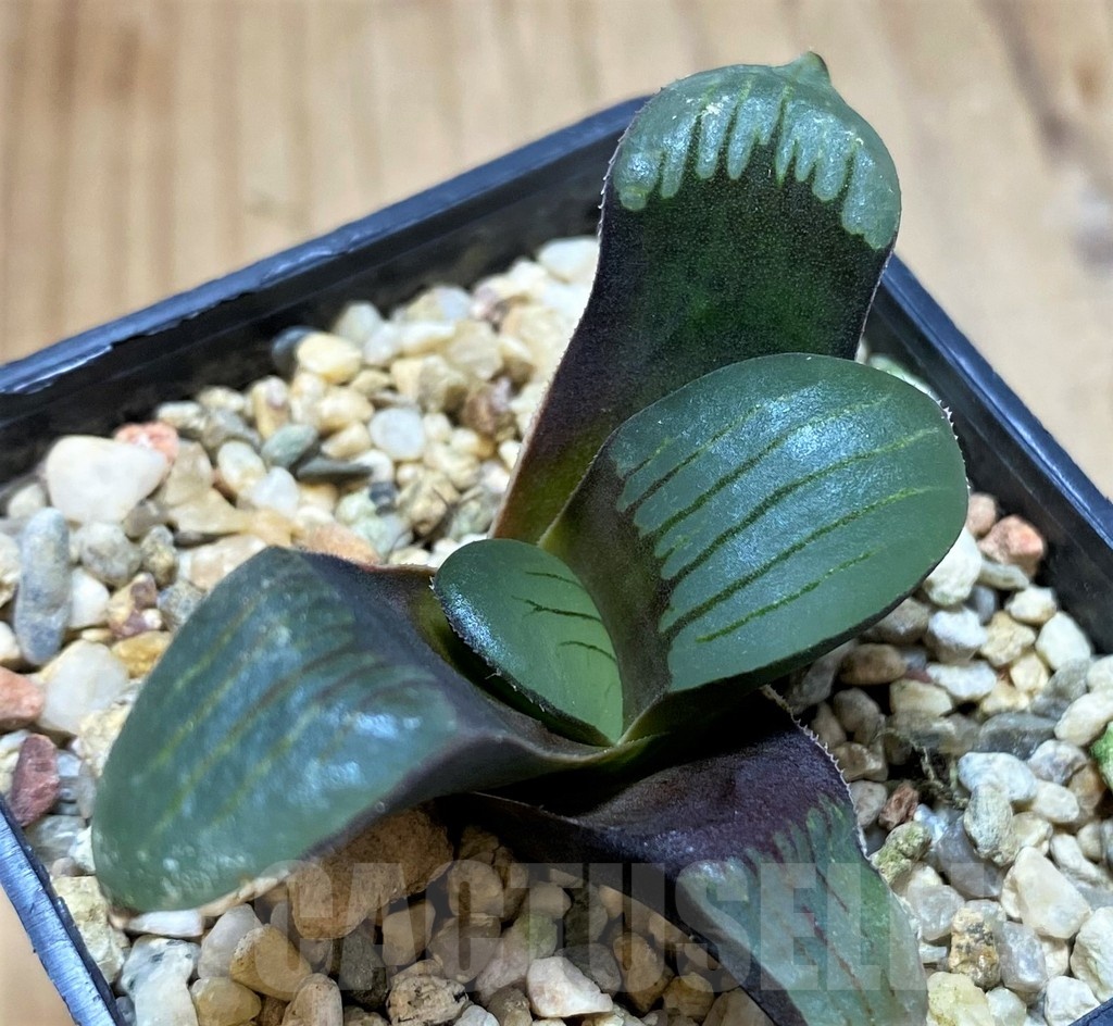 SH22149 Haworthia springbokvlakensis
