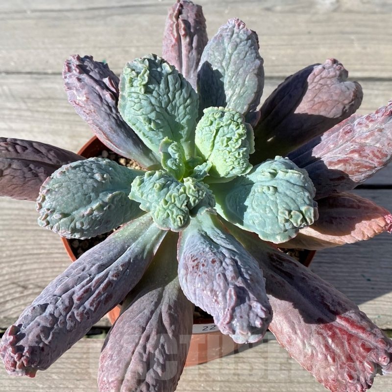 SH22105 Echeveria ‘Linguas’