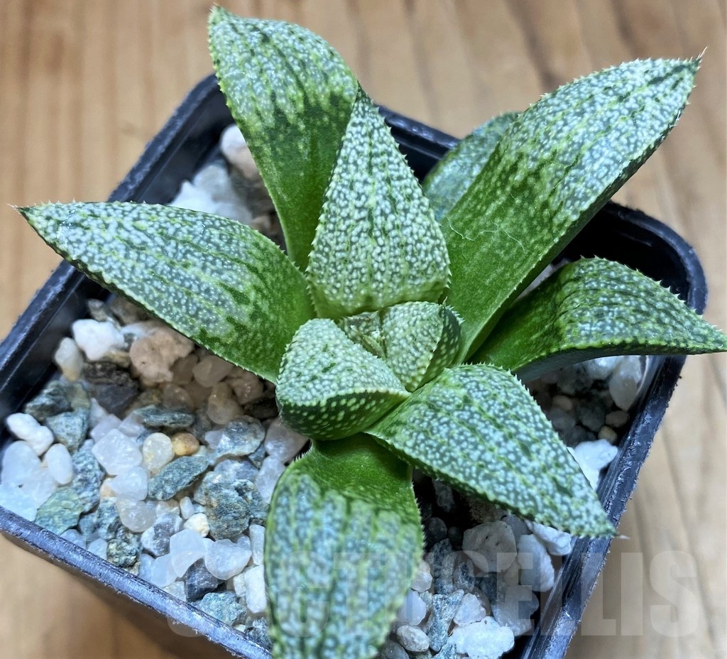 SH22152 Haworthia picta hybrid - Image 2