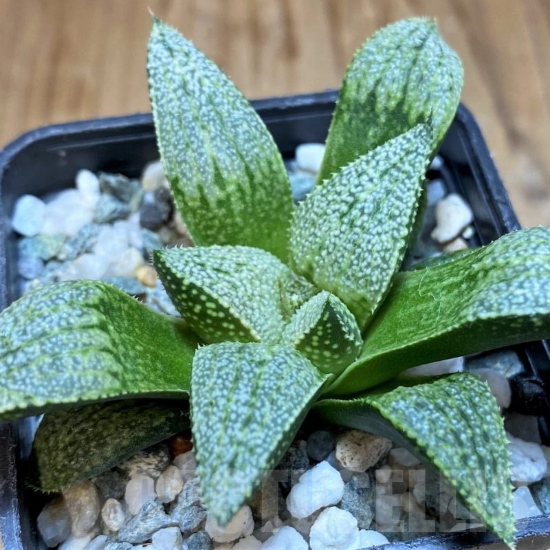 SH22152 Haworthia picta hybrid