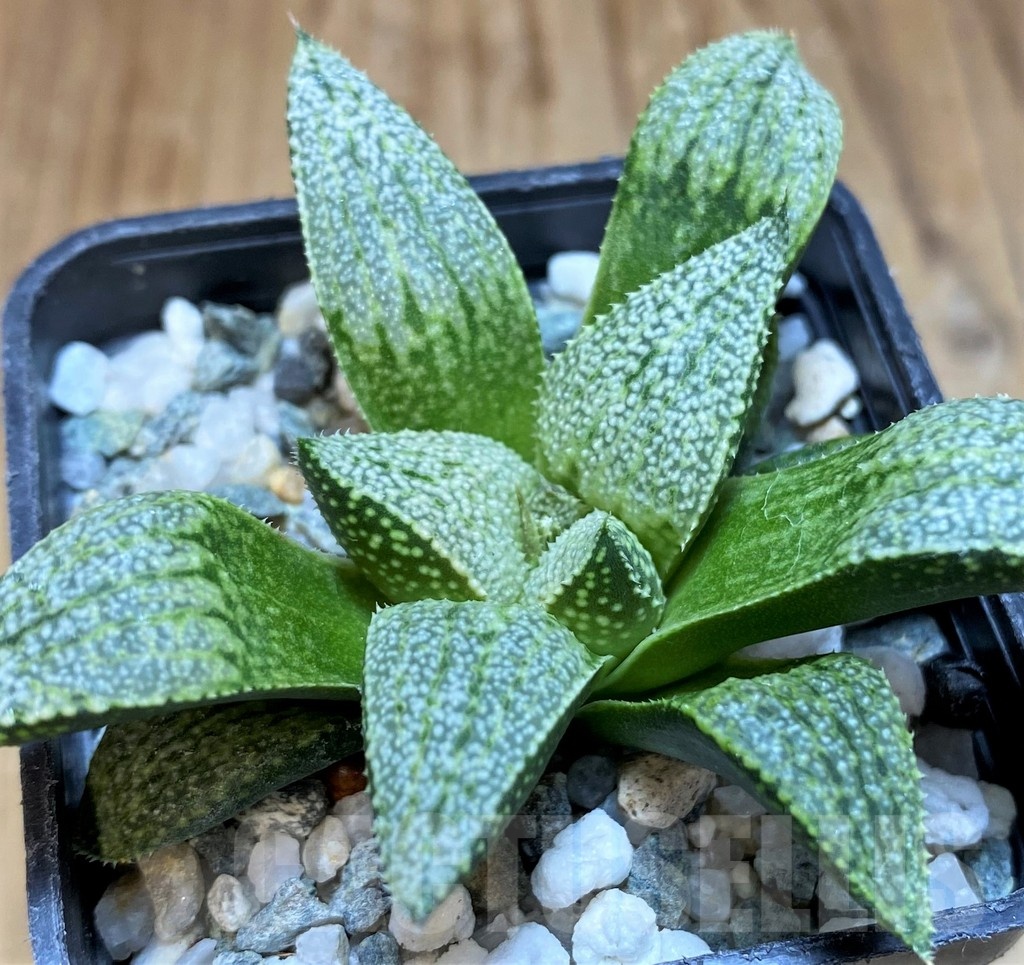 SH22152 Haworthia picta hybrid