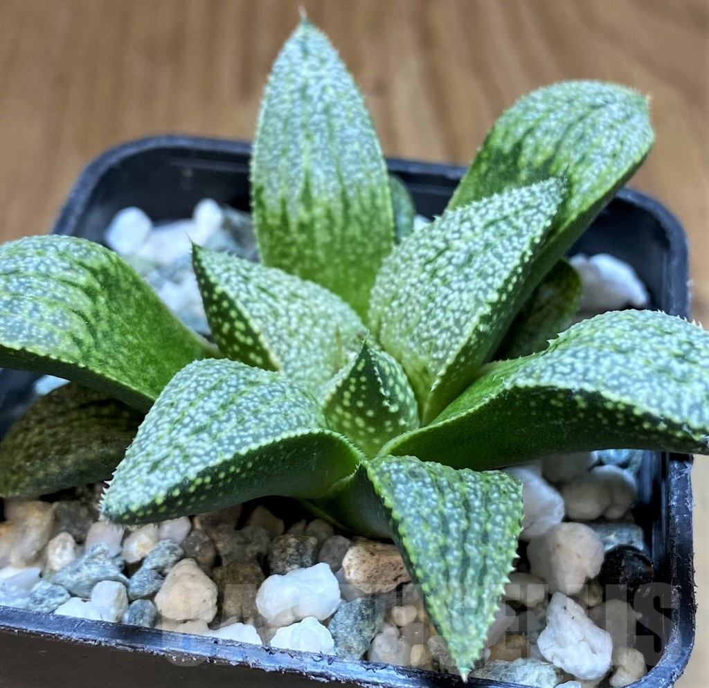 SH22152 Haworthia picta hybrid - Image 3