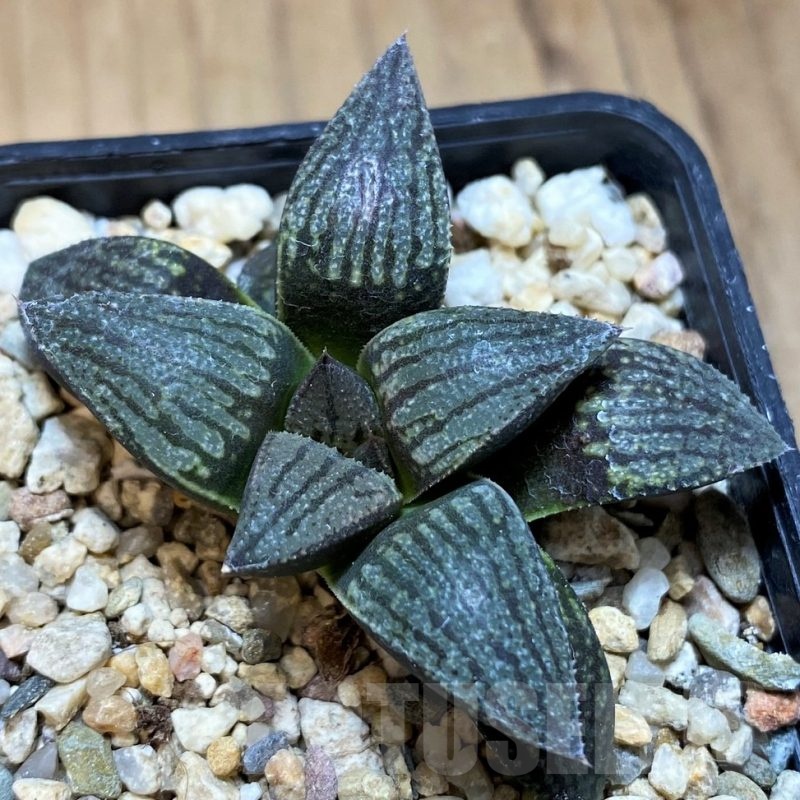 SH22153 Haworthia 'Kuroshima Dekenahii'