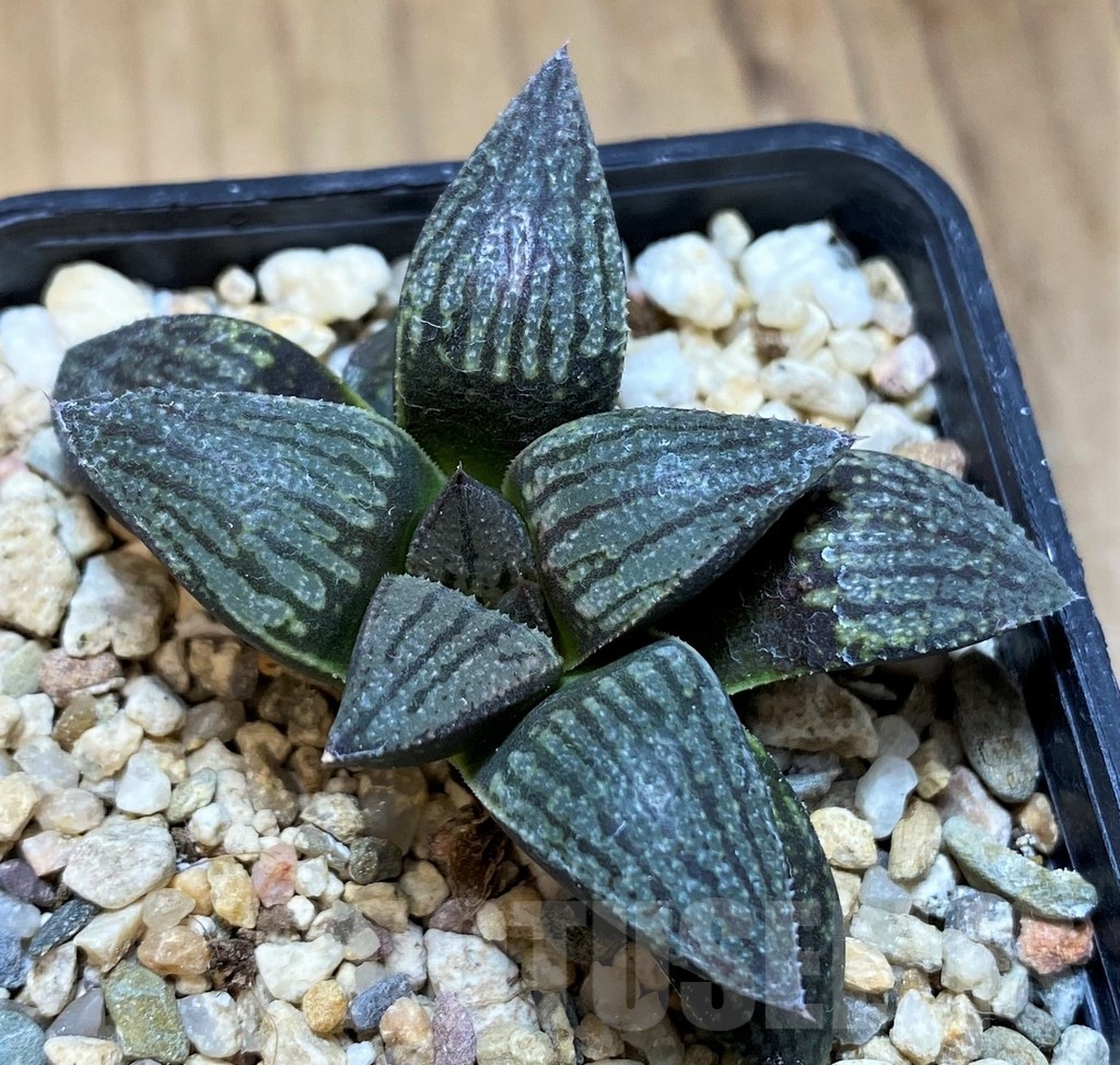 SH22153 Haworthia 'Kuroshima Dekenahii'