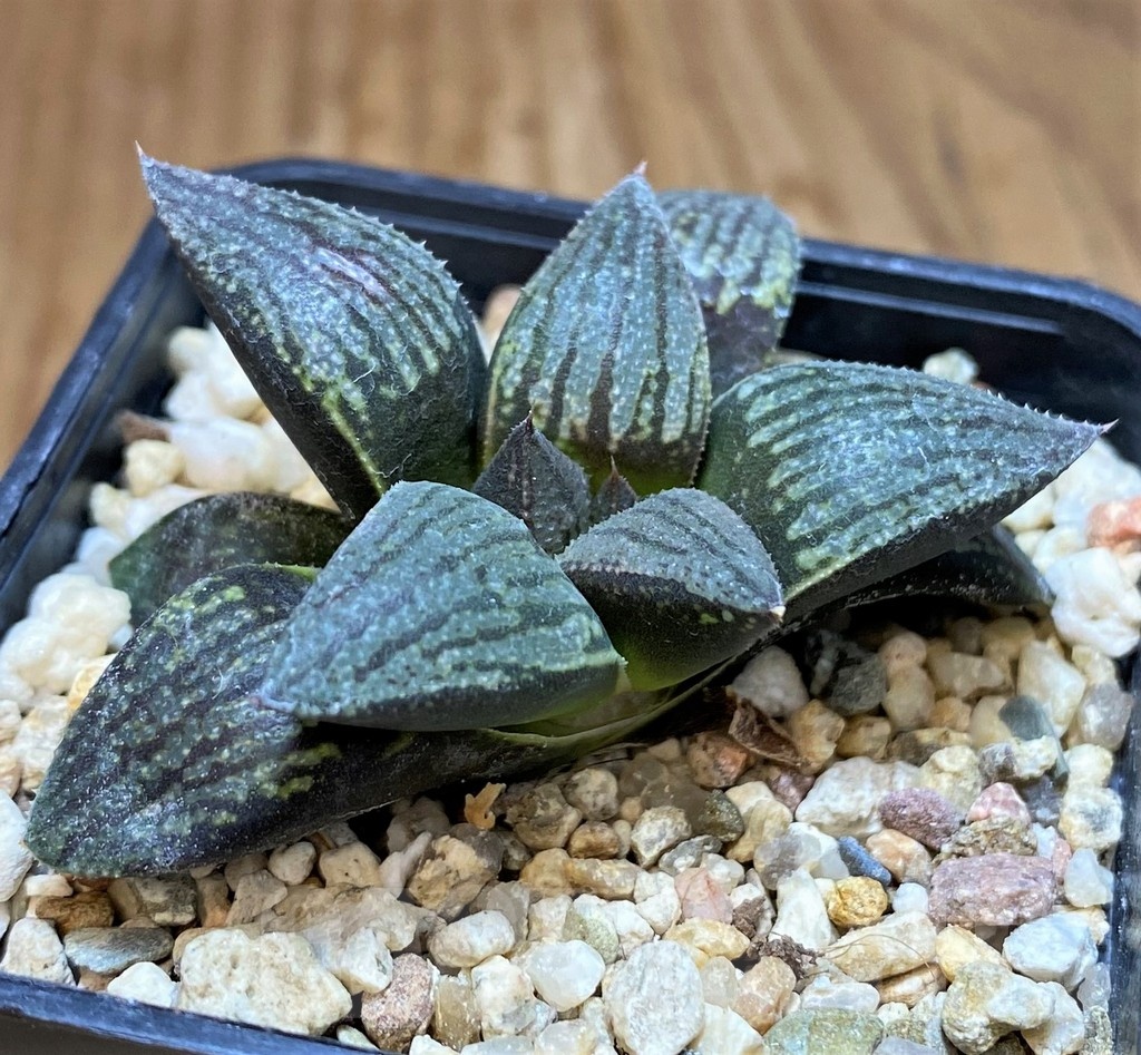 SH22153 Haworthia 'Kuroshima Dekenahii' - Image 2