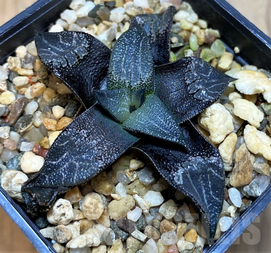 SH22154 Haworthia marxii hybrid - immagine 2