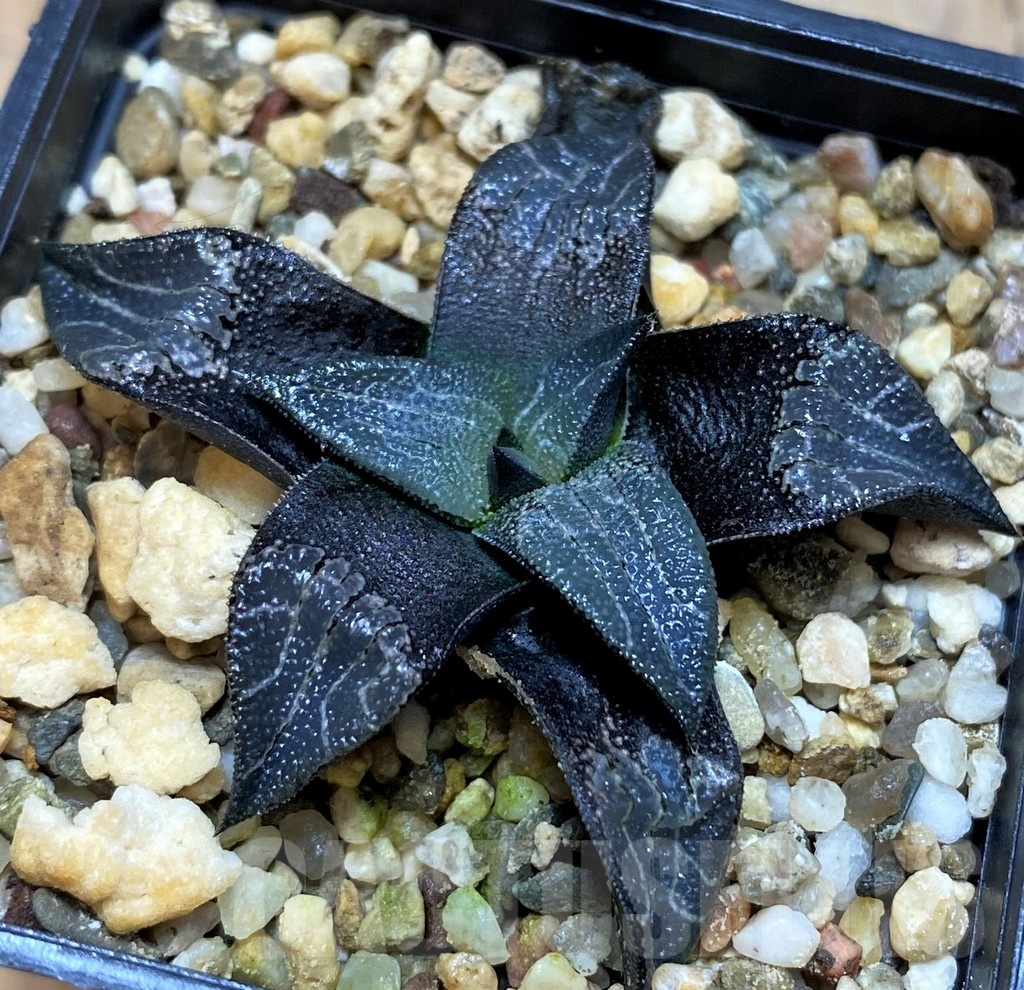 SH22154 Haworthia marxii hybrid