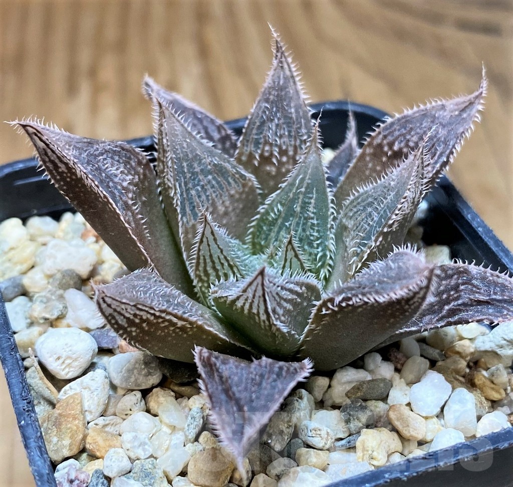 SH22155 Haworthia venusta hybrid - Image 2