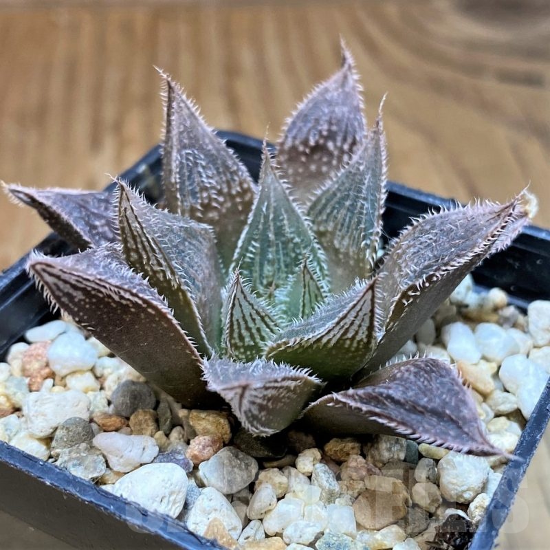 SH22155 Haworthia venusta hybrid