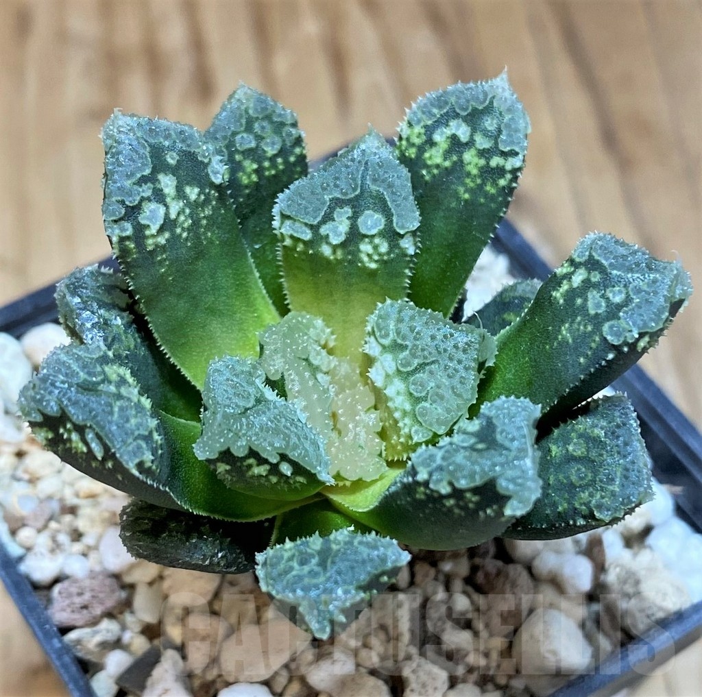 SH22156 Haworthia 'Gorbi' hybrid F2