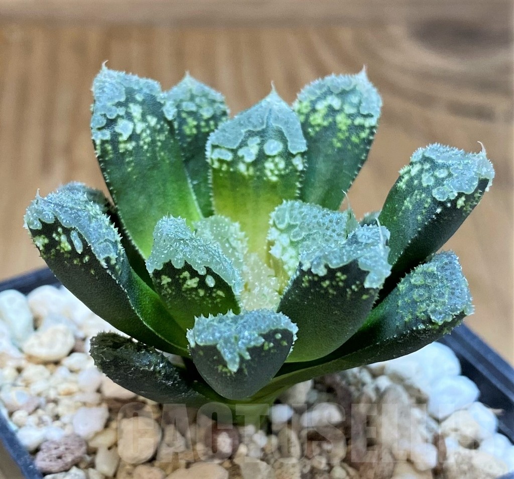 SH22156 Haworthia 'Gorbi' hybrid F2 - Image 2
