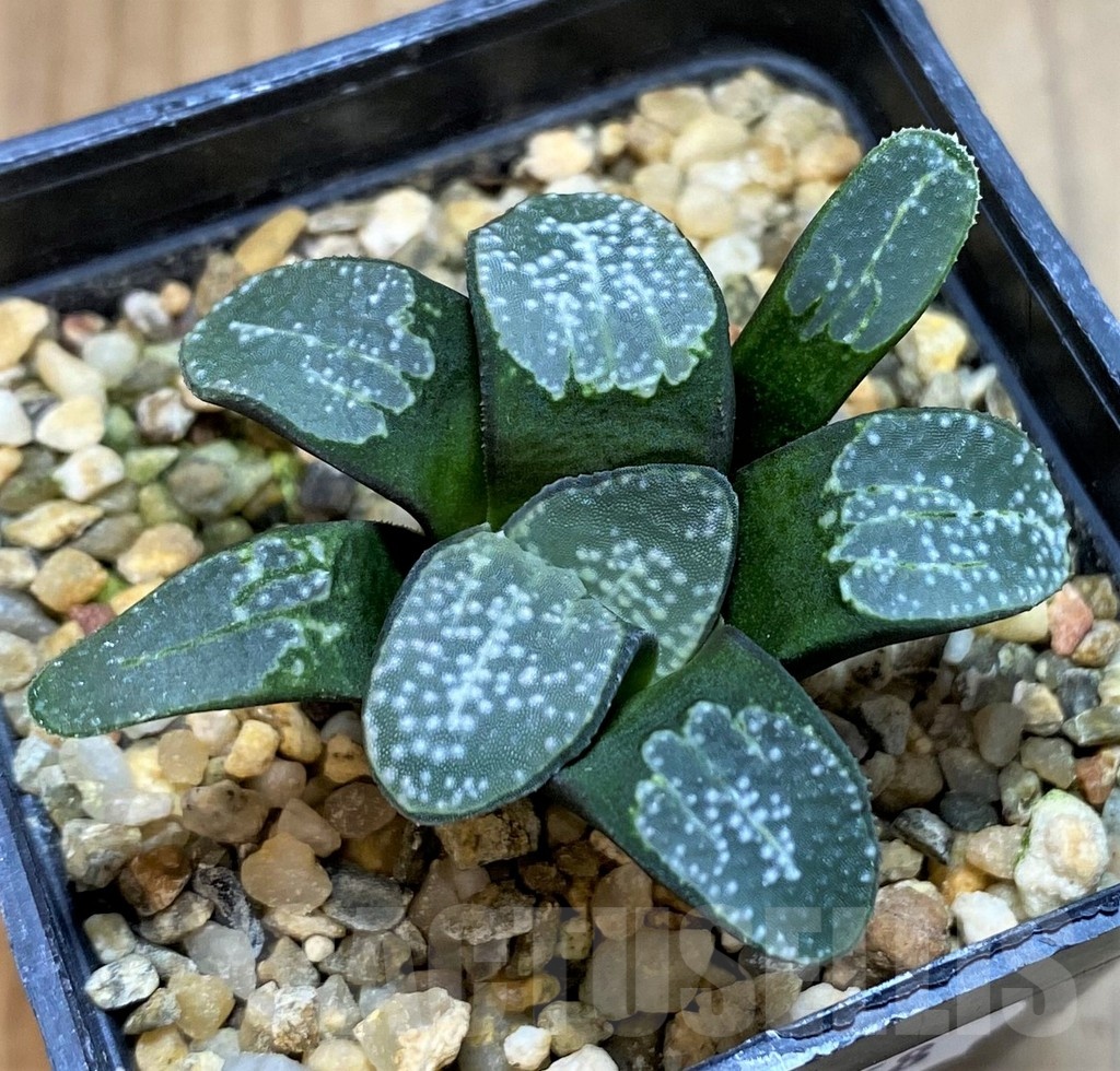 SH22158 Haworthia groenewaldii - Image 2