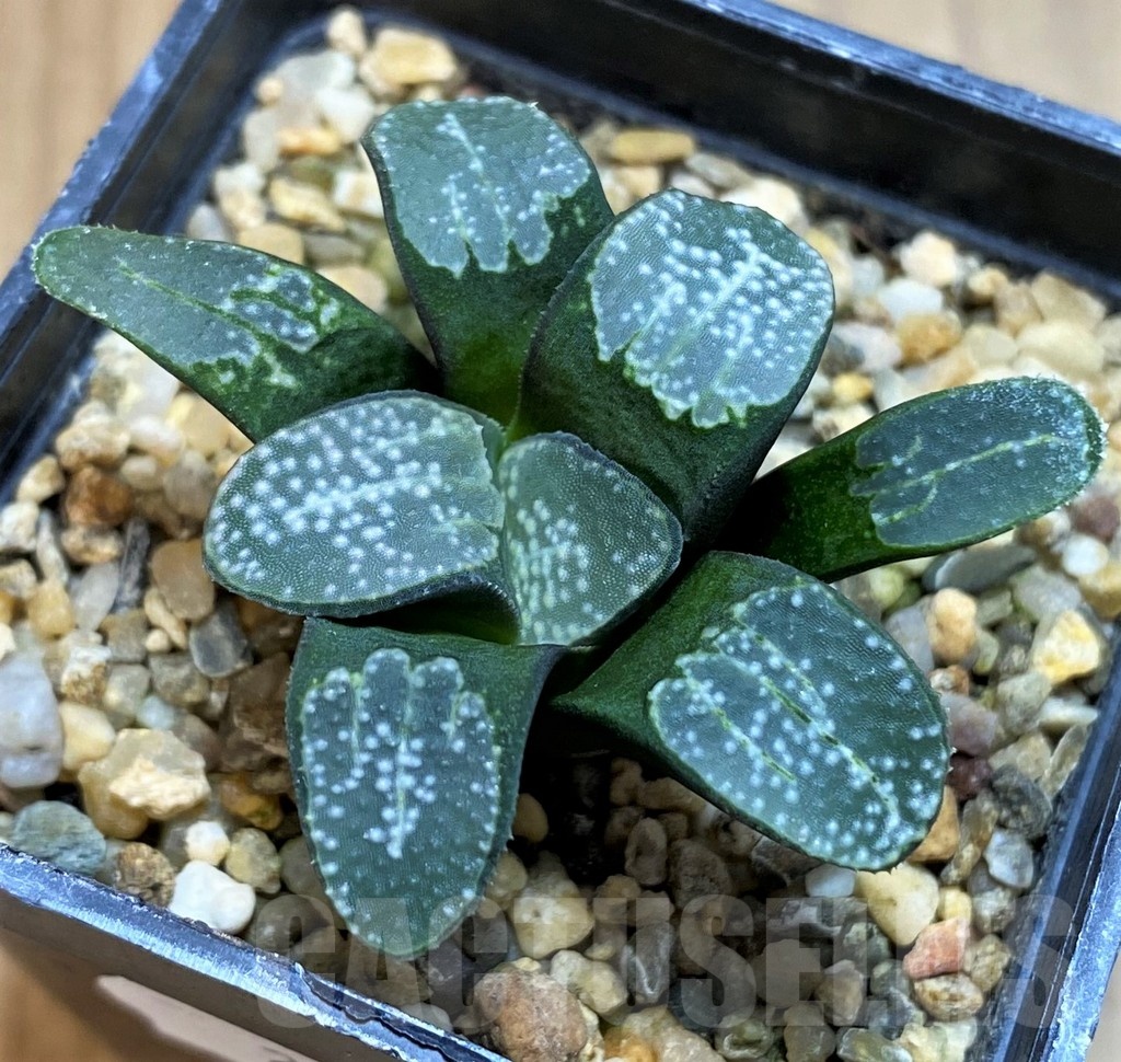 SH22158 Haworthia groenewaldii
