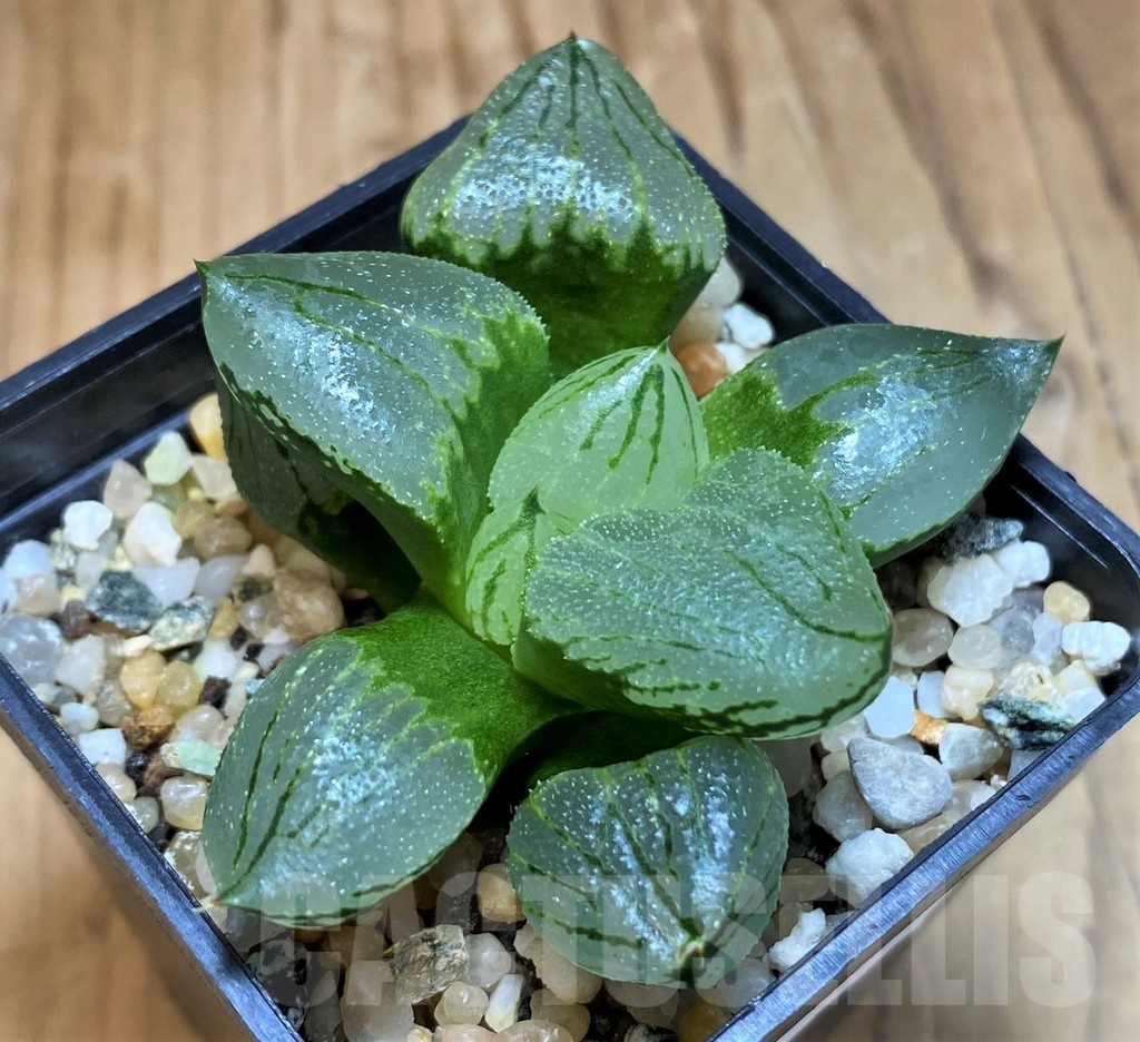 SH22159 Haworthia comptoniana 'Corn Poppy' - Зображення 2