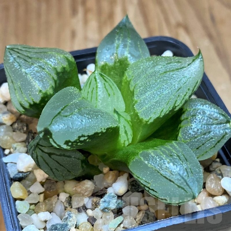 SH22159 Haworthia comptoniana 'Corn Poppy'