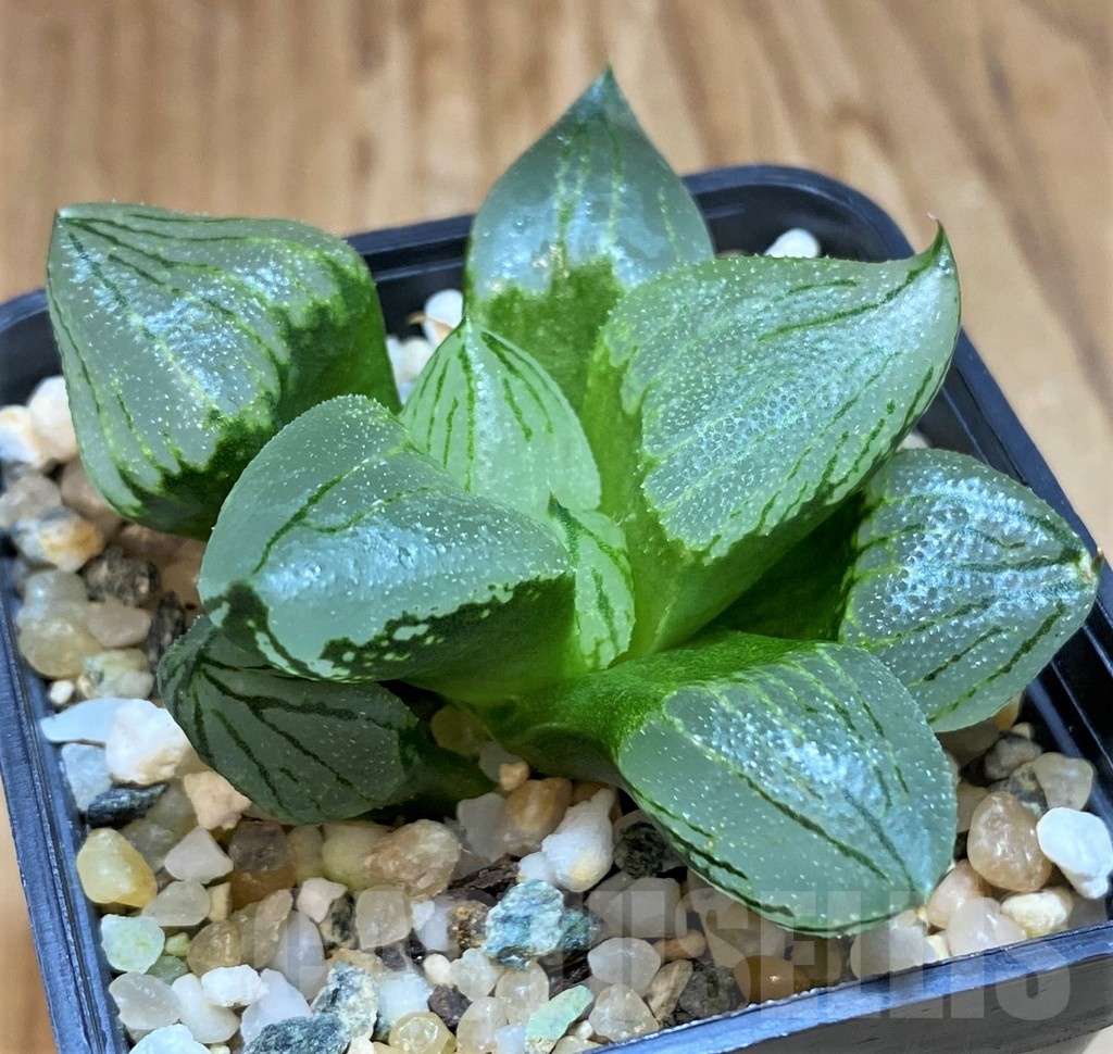 SH22159 Haworthia comptoniana 'Corn Poppy'