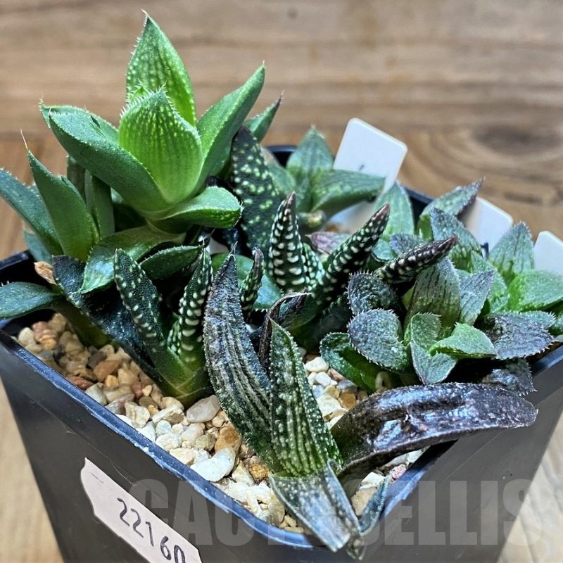 SH22160 Haworthia mix