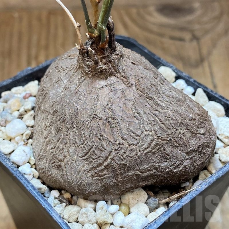 SH22161 Dioscorea sylvatica