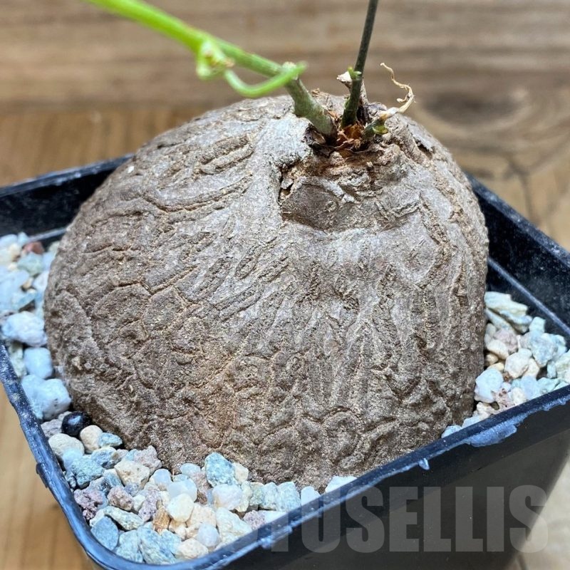 SH22162 Dioscorea sylvatica