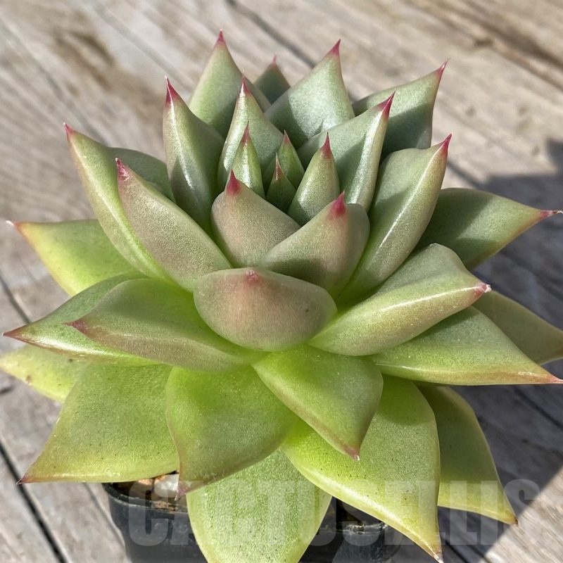 SH22108 Echeveria agavoides