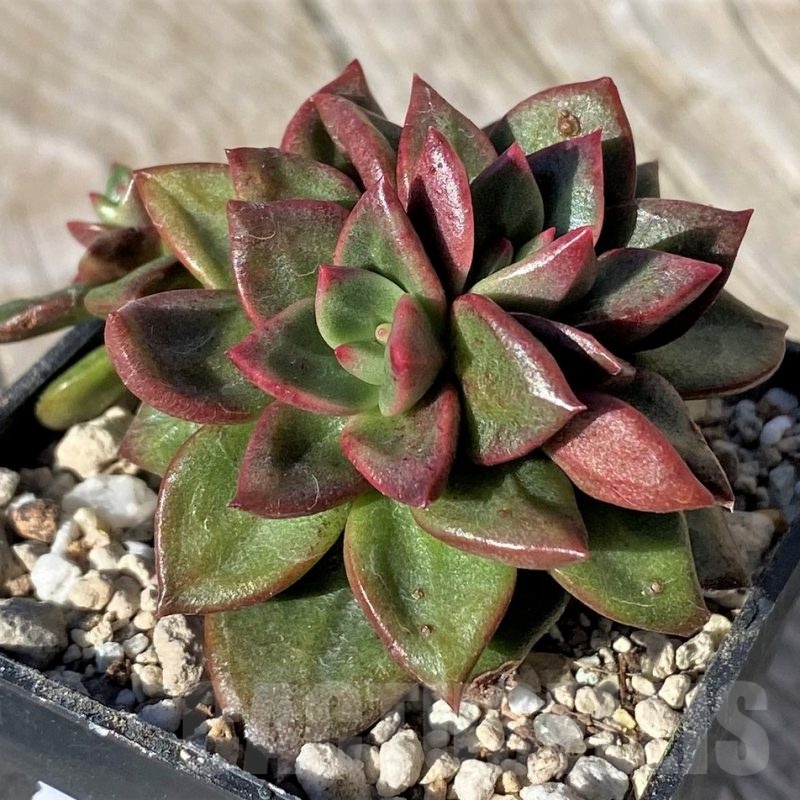 SH22109 Echeveria 'Chapote'