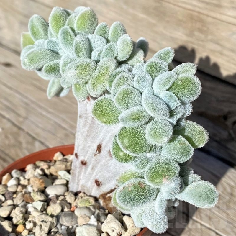 SH22110 Echeveria pulvinata ‘Frosty’ f. cristata