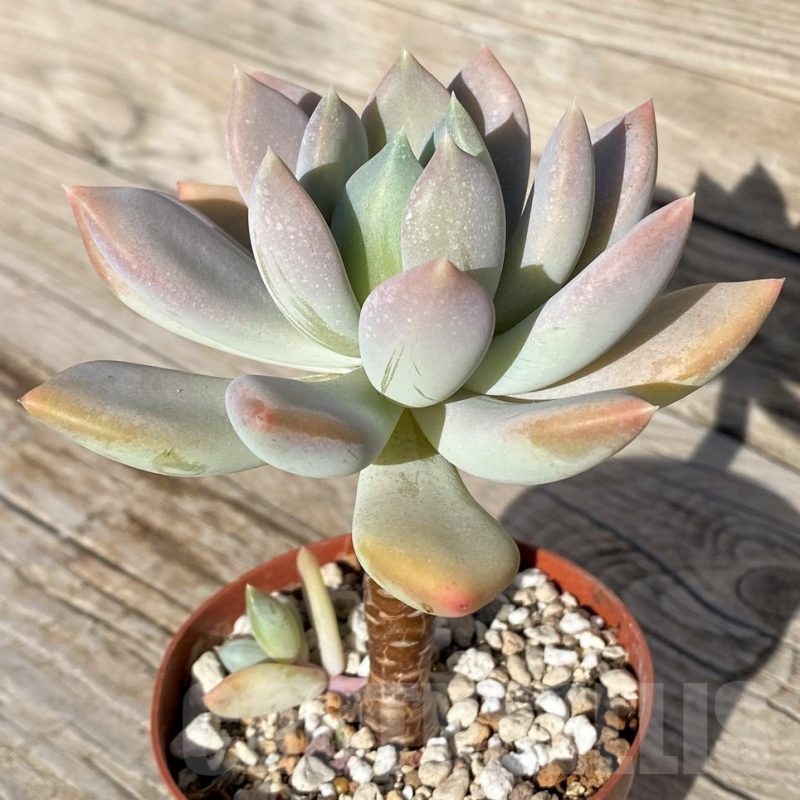 SH22111 Graptoveria ‘Opalina’