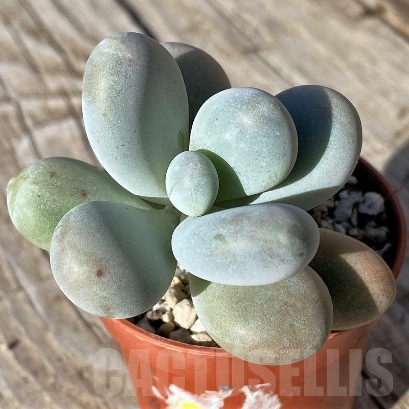 SH22112 Pachyphytum oviferum