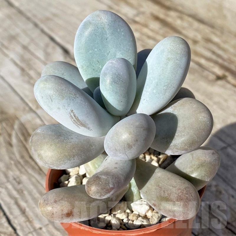 SH22113 Pachyphytum oviferum