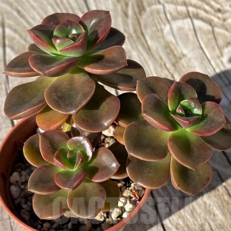 SHND22117 Echeveria ‘Melaco’