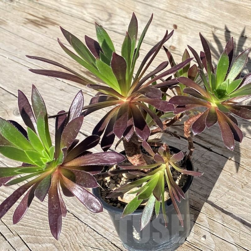 SH22102 Aeonium simsii x 'Zwartkop'