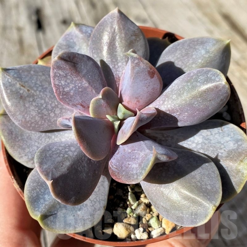 SH22122 Echeveria 'Serena'