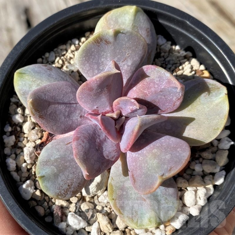 SH22123 Echeveria 'Serena'