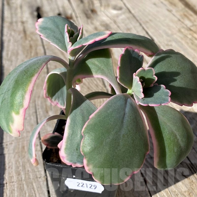 SH22129 Kalanchoe fedtschenkoi f. variegata