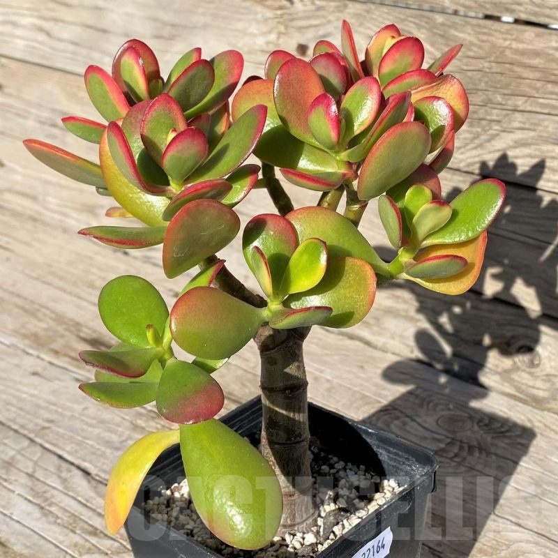 SH22164 Crassula ovata 'Hummel's Sunset'