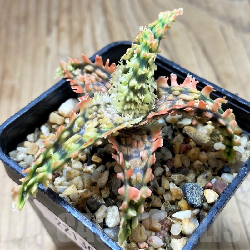 SH22130 Aloe TCT hybrid