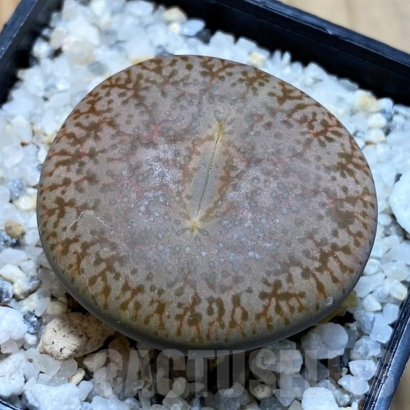 SH22340 Lithops pseudotruncatella