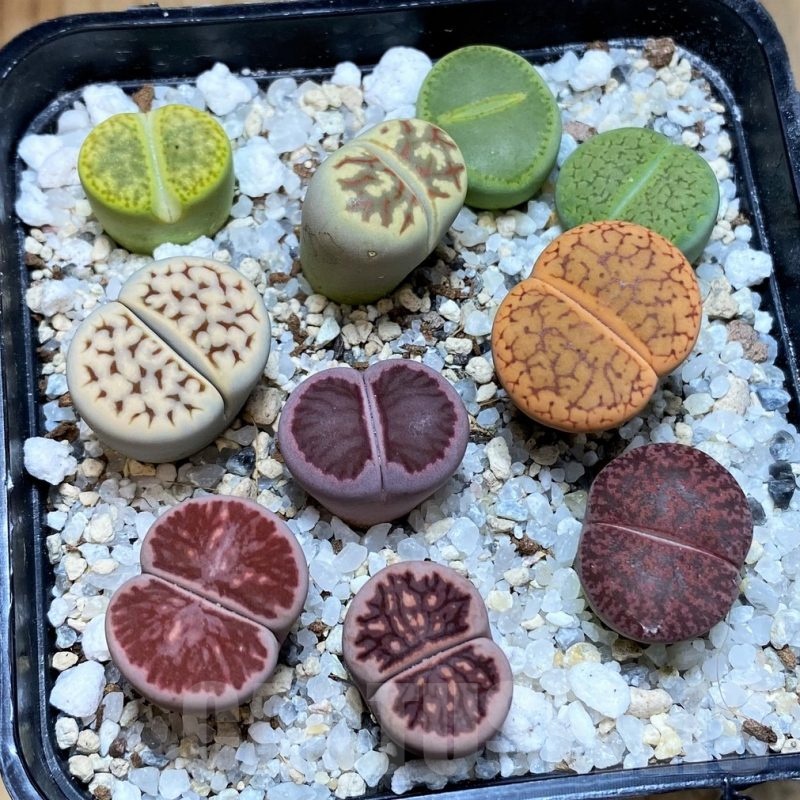 SH22341 Lithops mix