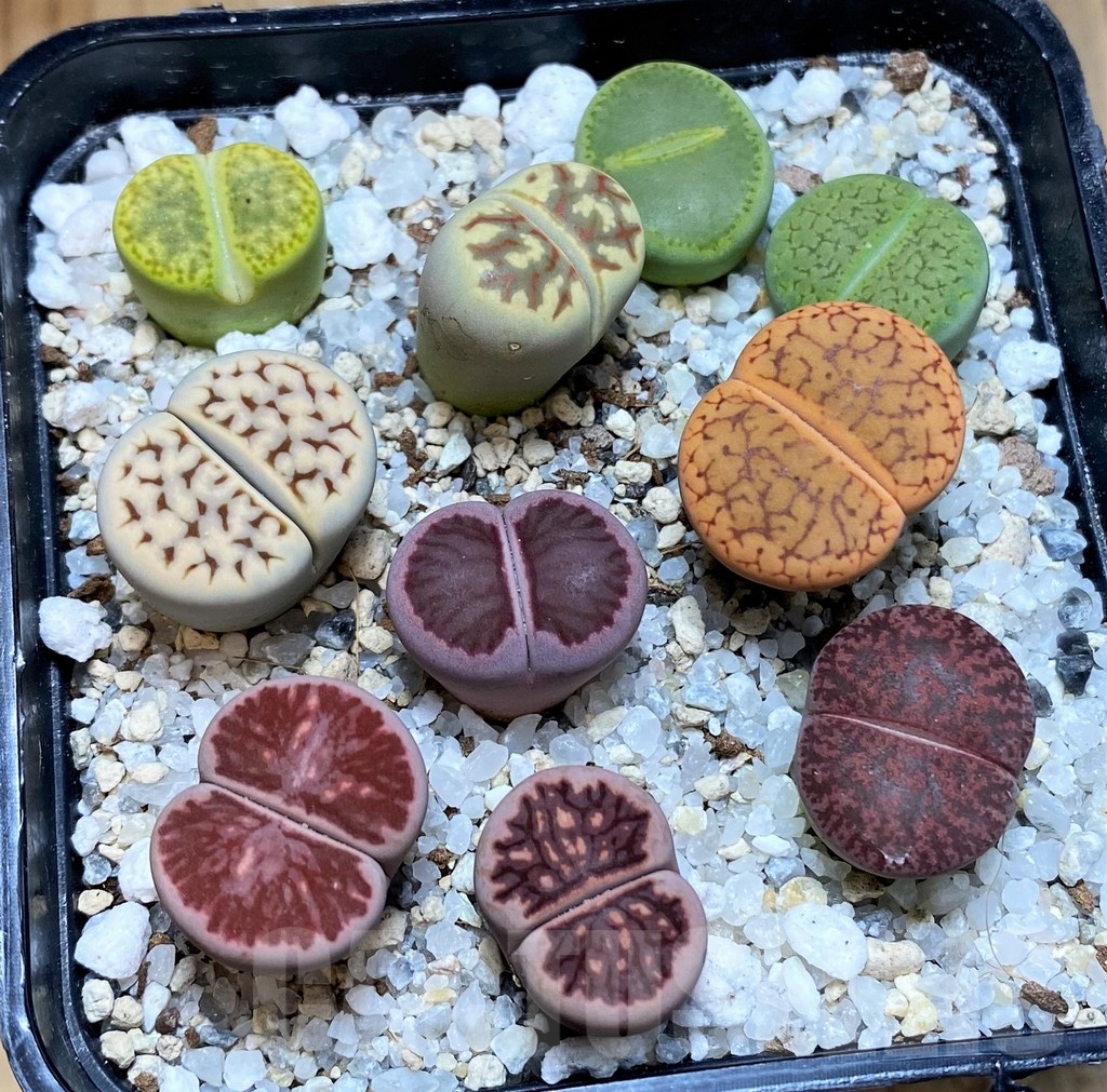 SH22341 Lithops mix