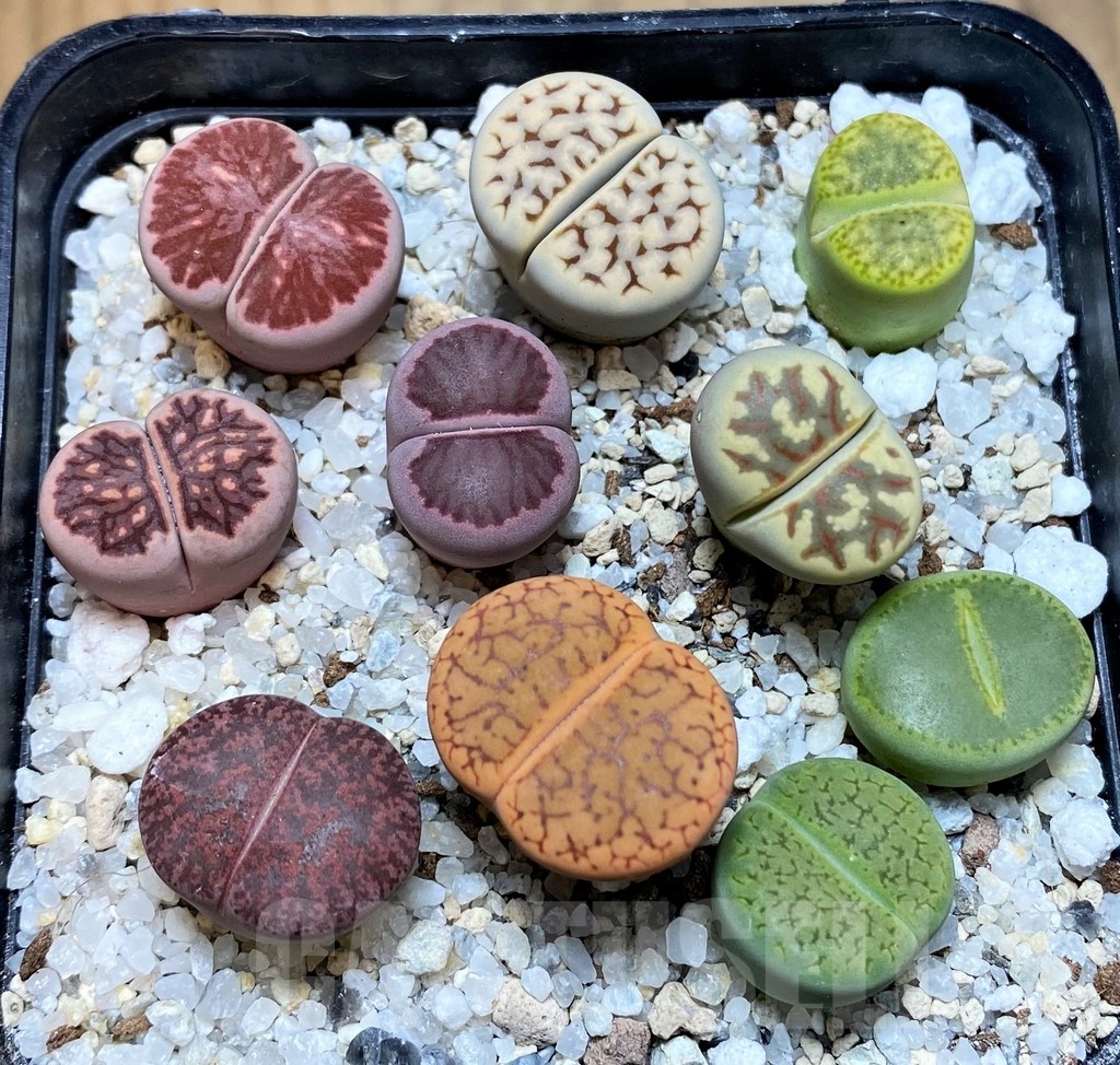 SH22341 Lithops mix – Image 2