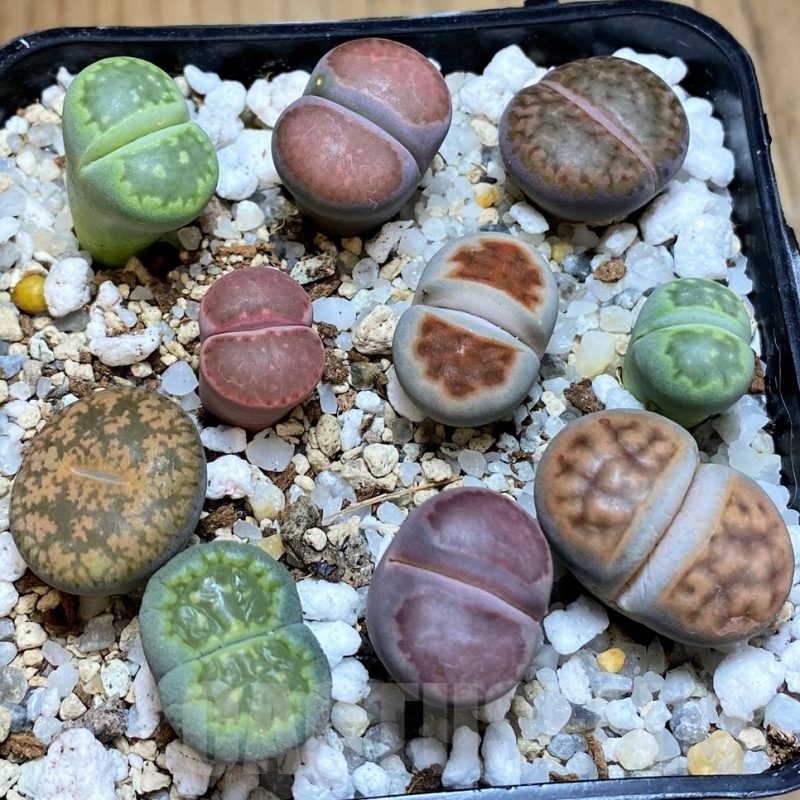 SH22342 Lithops mix