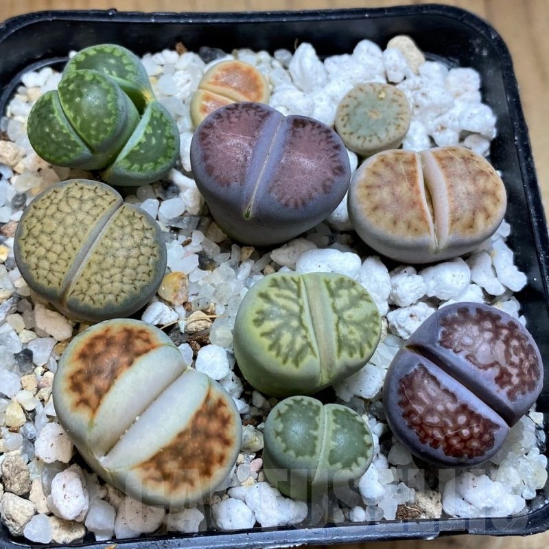 SH22343 Lithops mix