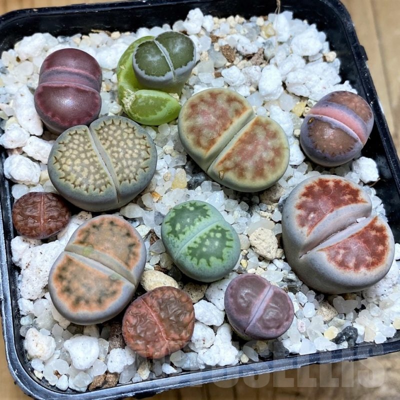 SH22344 Lithops mix
