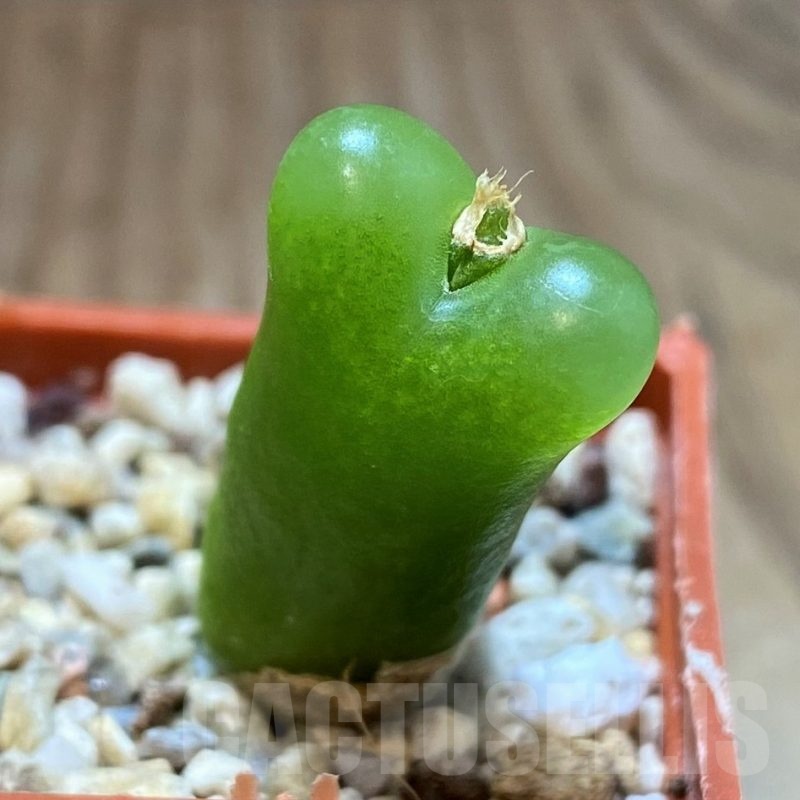 SH22296 Conophytum maughanii