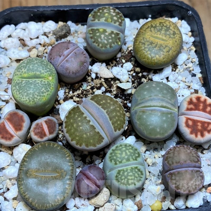 SH22345 Lithops mix