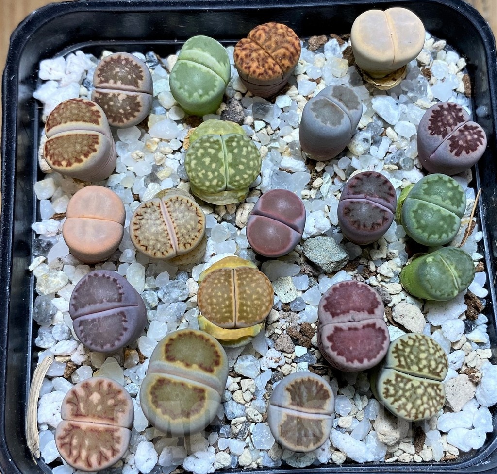 SH22346 Lithops mix