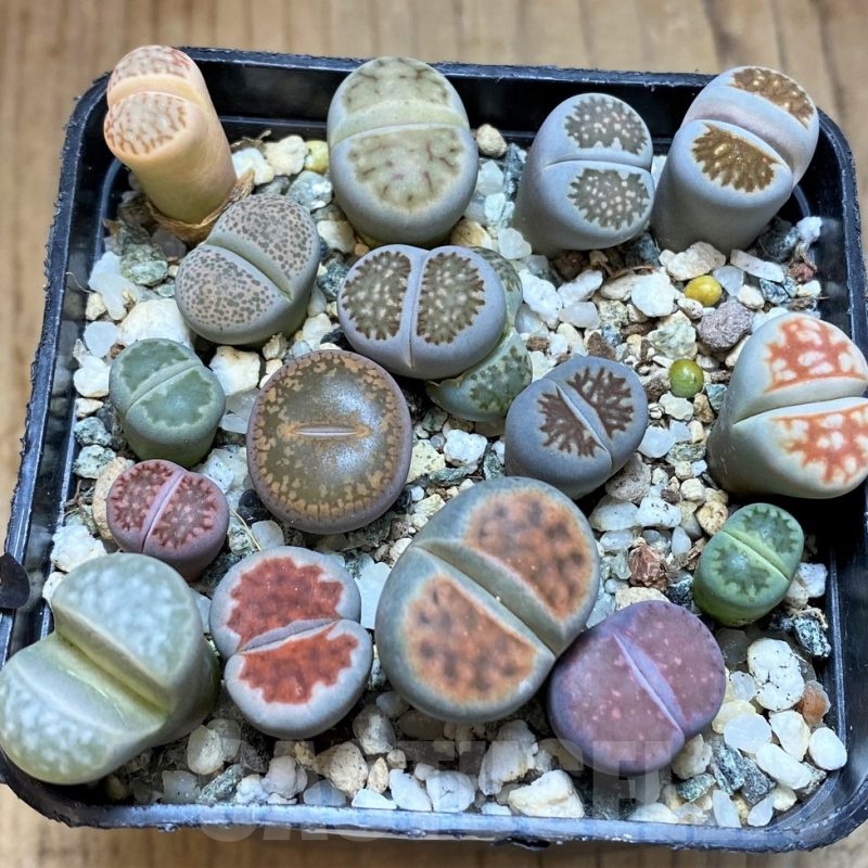 SH22347 Lithops mix