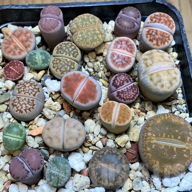 SH22348 Lithops mix